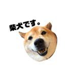柴犬のしずく デビュー編（個別スタンプ：1）