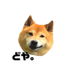 柴犬のしずく デビュー編（個別スタンプ：2）