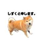 柴犬のしずく デビュー編（個別スタンプ：3）
