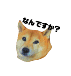 柴犬のしずく デビュー編（個別スタンプ：4）