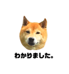柴犬のしずく デビュー編（個別スタンプ：5）
