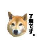 柴犬のしずく デビュー編（個別スタンプ：6）