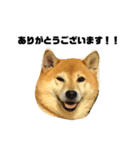 柴犬のしずく デビュー編（個別スタンプ：7）