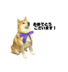 柴犬のしずく デビュー編（個別スタンプ：8）