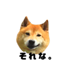 柴犬のしずく デビュー編（個別スタンプ：9）