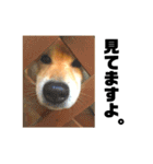 柴犬のしずく デビュー編（個別スタンプ：10）