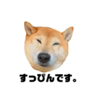 柴犬のしずく デビュー編（個別スタンプ：11）