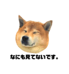 柴犬のしずく デビュー編（個別スタンプ：12）