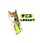 柴犬のしずく デビュー編（個別スタンプ：13）