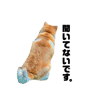 柴犬のしずく デビュー編（個別スタンプ：14）