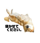 柴犬のしずく デビュー編（個別スタンプ：15）