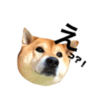 柴犬のしずく デビュー編（個別スタンプ：16）