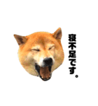 柴犬のしずく デビュー編（個別スタンプ：17）