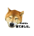 柴犬のしずく デビュー編（個別スタンプ：18）