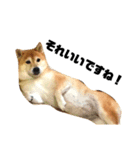 柴犬のしずく デビュー編（個別スタンプ：19）