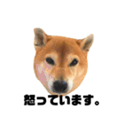 柴犬のしずく デビュー編（個別スタンプ：20）