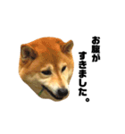 柴犬のしずく デビュー編（個別スタンプ：21）