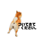 柴犬のしずく デビュー編（個別スタンプ：22）