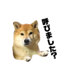 柴犬のしずく デビュー編（個別スタンプ：23）