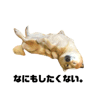 柴犬のしずく デビュー編（個別スタンプ：24）