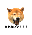 柴犬のしずく デビュー編（個別スタンプ：25）