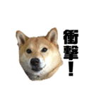 柴犬のしずく デビュー編（個別スタンプ：26）