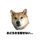 柴犬のしずく デビュー編（個別スタンプ：27）