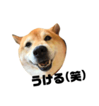 柴犬のしずく デビュー編（個別スタンプ：28）