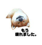 柴犬のしずく デビュー編（個別スタンプ：29）