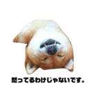 柴犬のしずく デビュー編（個別スタンプ：30）