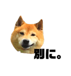 柴犬のしずく デビュー編（個別スタンプ：31）