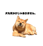 柴犬のしずく デビュー編（個別スタンプ：34）