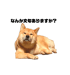 柴犬のしずく デビュー編（個別スタンプ：35）
