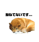 柴犬のしずく デビュー編（個別スタンプ：36）