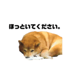 柴犬のしずく デビュー編（個別スタンプ：37）