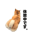 柴犬のしずく デビュー編（個別スタンプ：39）