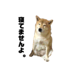 柴犬のしずく デビュー編（個別スタンプ：40）