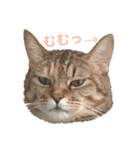 キジトラにゃんこゆず（個別スタンプ：1）