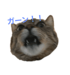 キジトラにゃんこゆず（個別スタンプ：5）