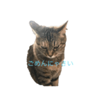 キジトラにゃんこゆず（個別スタンプ：6）