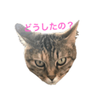 キジトラにゃんこゆず（個別スタンプ：7）