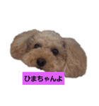ひまみゆスタン（個別スタンプ：1）