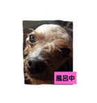 ひまみゆスタン（個別スタンプ：7）