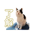 我が家のスタンプ初回盤（個別スタンプ：12）