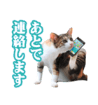 子猫の詰め合わせ2（個別スタンプ：16）