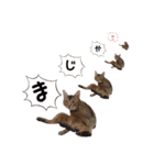 てんとスタンプ4（個別スタンプ：19）