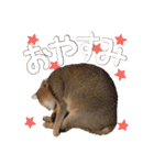 てんとスタンプ4（個別スタンプ：28）