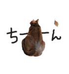 てんとスタンプ4（個別スタンプ：40）