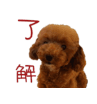 トイプードルのロージー（個別スタンプ：4）