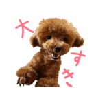 トイプードルのロージー（個別スタンプ：8）